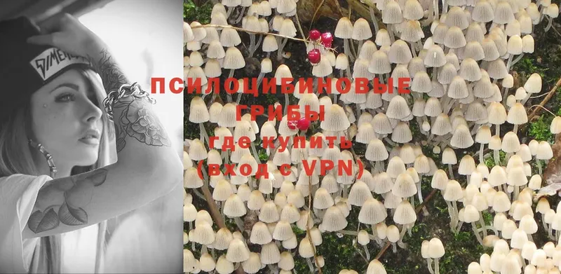 Псилоцибиновые грибы Psilocybe  Ивдель 